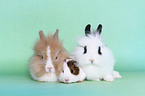 lion-headed rabbits and guinea pig