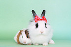lion-headed rabbit and guinea pig