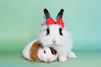 lion-headed rabbit and guinea pig