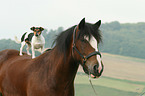 Jack Russell Terrier and horse