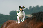 Jack Russell Terrier and horse
