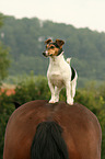 Jack Russell Terrier and horse