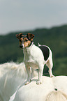 Jack Russell Terrier and horse