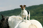 Jack Russell Terrier and horse