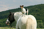 Jack Russell Terrier and horse