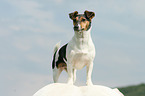 Jack Russell Terrier and horse