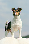 Jack Russell Terrier and horse