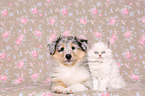 Puppy and kitten