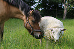 horse and sheep