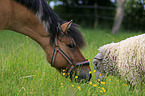 horse and sheep