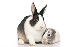 Netherland Dwarf and Smooth-haired Guinea Pig