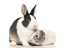 Netherland Dwarf and Smooth-haired Guinea Pig