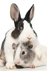 Netherland Dwarf and Smooth-haired Guinea Pig