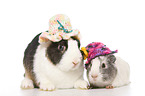 Netherland Dwarf and Smooth-haired Guinea Pig