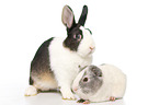 Netherland Dwarf and Smooth-haired Guinea Pig