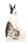 Netherland Dwarf and Smooth-haired Guinea Pig