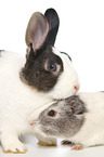 Netherland Dwarf and Smooth-haired Guinea Pig