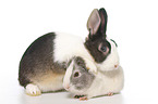 Netherland Dwarf and Smooth-haired Guinea Pig