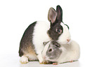 Netherland Dwarf and Smooth-haired Guinea Pig