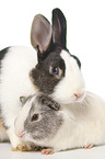 Netherland Dwarf and Smooth-haired Guinea Pig