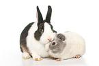 Netherland Dwarf and Smooth-haired Guinea Pig