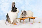 Netherland Dwarf and Smooth-haired Guinea Pig