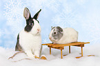 Netherland Dwarf and Smooth-haired Guinea Pig