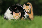 Border Collie and cats
