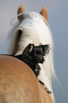 Chihuahua and Haflinger horse