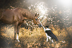 dog and arabian horse