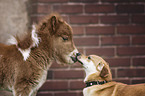 Mini Shetland Pony Foal and dog