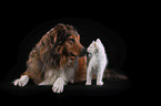 dog and maine coon