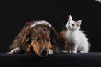 dog and maine coon