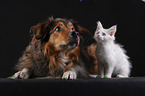 dog and maine coon