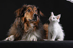 dog and maine coon