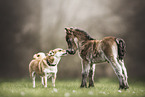 Shetland Pony foal and dog