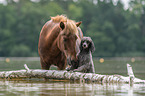 Islandic horse and poodle