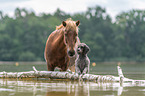 Islandic horse and poodle