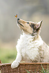 Collie Puppy and Butterfly