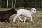 puppy and lamb