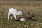 puppy and lamb