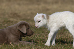 puppy and lamb