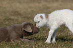puppy and lamb