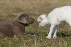 puppy and lamb