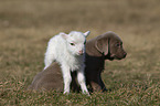 puppy and lamb