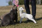puppies and lamb