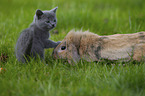 cat and floppy-eared rabbit
