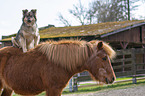 pony and dog