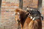 pony and dog