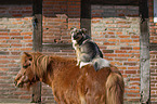 pony and dog